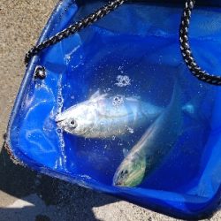 南蛮漬けが食べたい❗