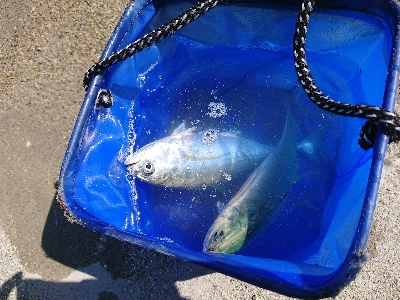 南蛮漬けが食べたい❗