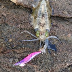 デイエギング！