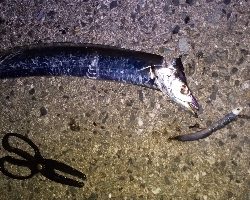 本日活性は低かったです