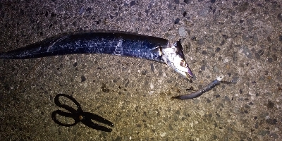 本日活性は低かったです