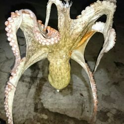 アオリイカ  タコ