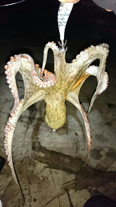 アオリイカ  タコ
