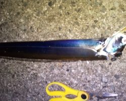 タチウオまずまず