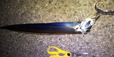 タチウオまずまず