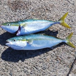 ハマチは好調?タチウオ不調!