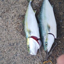 初ノマセでの初ハマチ