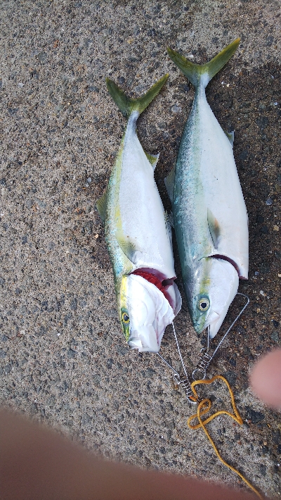 初ノマセでの初ハマチ