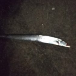 もうちょっと数釣りたい