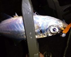 こっちもアジいるか調査！