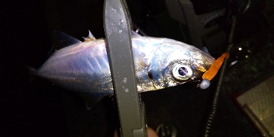 こっちもアジいるか調査！