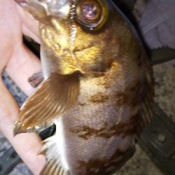 今日もいまいち