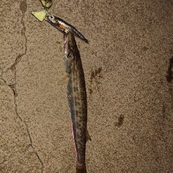 釣れて良かった。