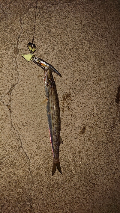 釣れて良かった。