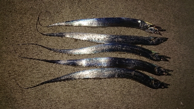 今日もタチウオ。