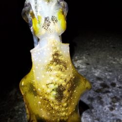 今年の初アオリー