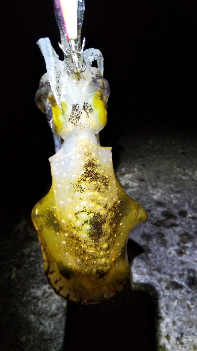 今年の初アオリー