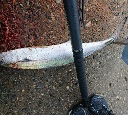 サゴシ、サワラ祭り？