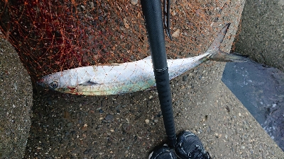 サゴシ、サワラ祭り？