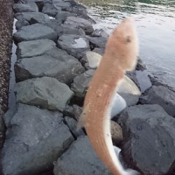 ヒラメバラシ〰️