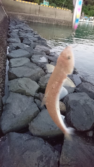 ヒラメバラシ〰️