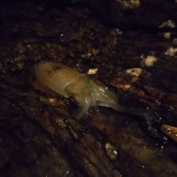 新子新子しんこ