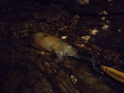 新子新子しんこ