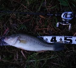 神のアクション