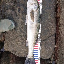 ライトショアプラッギング