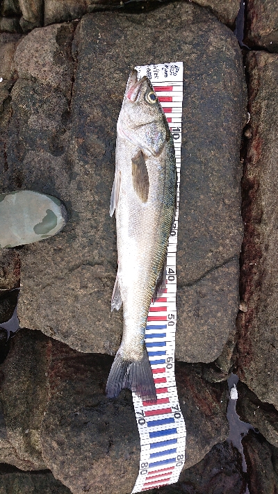 ライトショアプラッギング