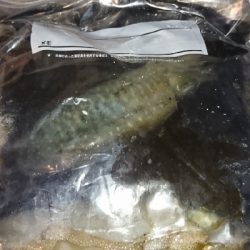 エギング釣行その４７