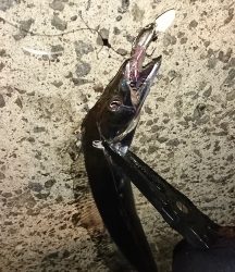 タチウオ釣れてます！