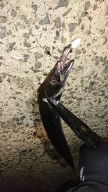タチウオ釣れてます！