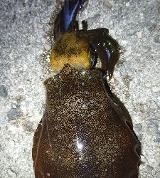 ちょこっと短時間エギング