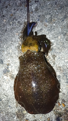 ちょこっと短時間エギング