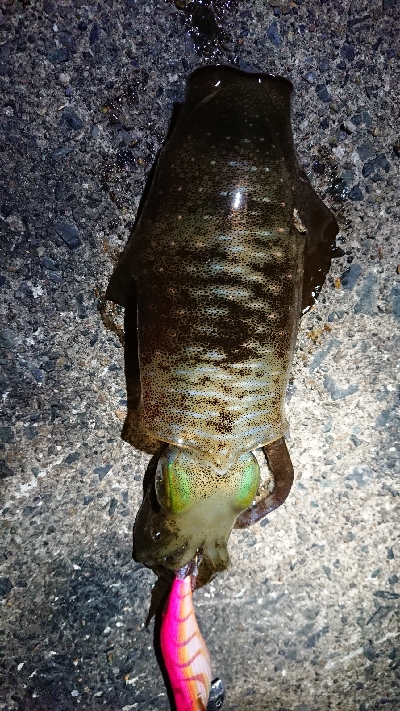 仕事終わりエギング