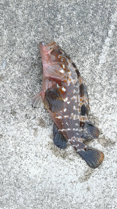 アジング狙いでしたが