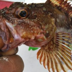 今期初カワハギ