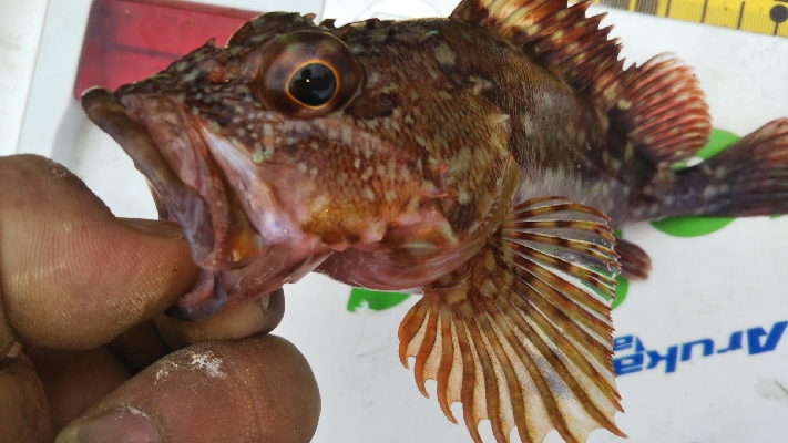 今期初カワハギ