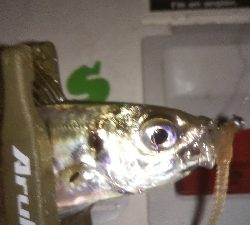 ちょいアジング