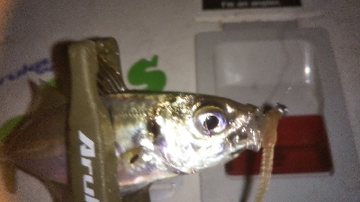 ちょいアジング