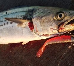 久しぶりのタチウオとサゴシ