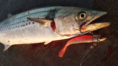 久しぶりのタチウオとサゴシ