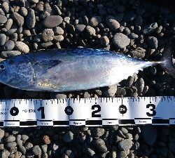 名前分からんけどカツオみたいな魚