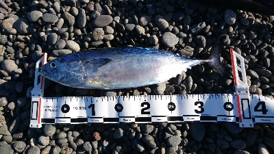 名前分からんけどカツオみたいな魚