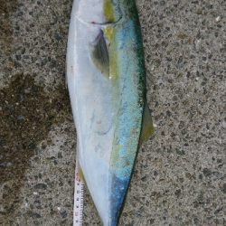 シーズンど真ん中