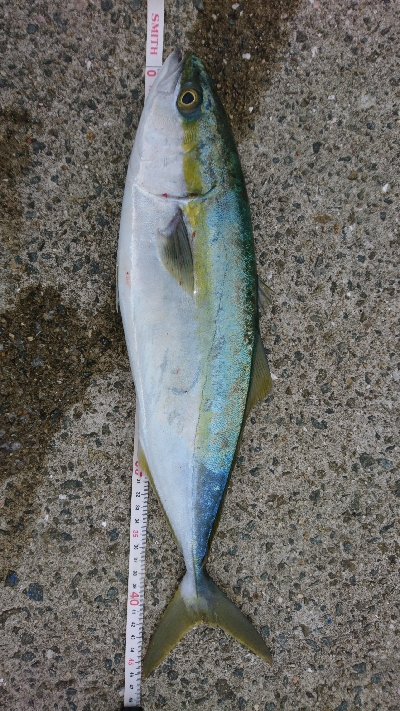 シーズンど真ん中