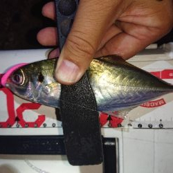 少しアジのサイズが上がったか