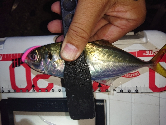 少しアジのサイズが上がったか