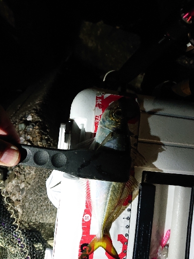 サイズが、のびず